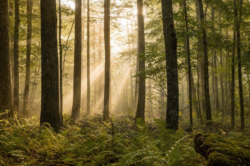 Sunlight streaming through a misty Georgia forest